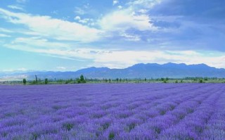 新疆有哪些必游旅游景点？