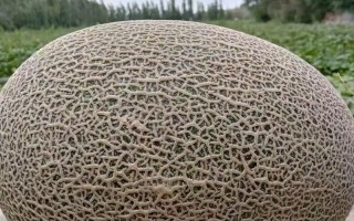 新疆哈密淖毛湖哈密瓜有何独特之处？