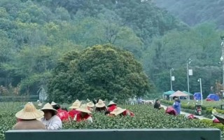 浙江西湖龙井山具体位于何处？