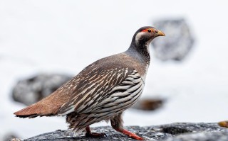 新疆雪鸡多少钱一只