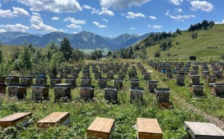 尼勒克唐布拉黑蜂有何独特之处？