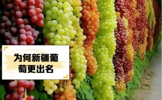 新疆葡萄几月成熟？