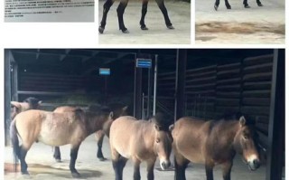 新疆乌鲁木齐野马生态园有何独特魅力？