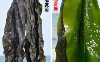 福建霞浦收海带招工，待遇如何？