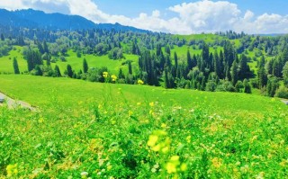 新疆库尔勒附近草原有何独特风光？