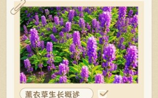 新疆薰衣草几月开？花期多久？