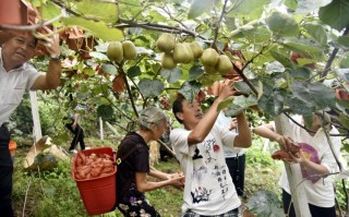 江西猕猴桃采摘地有哪些？