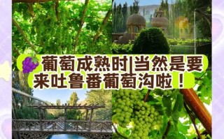 新疆葡萄沟有何独特魅力与故事？