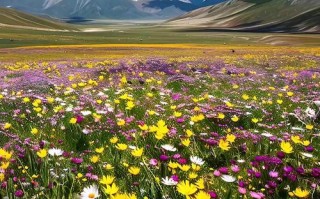 新疆五月旅游去哪玩最合适？