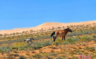 卡拉麦里保护区藏着怎样的生态密码？