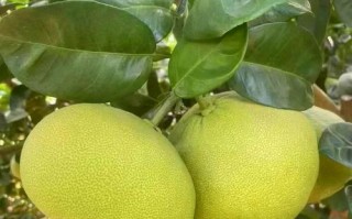 莆田有哪些特色特产？