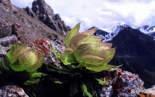 新疆天山雪莲哪里能买到正品？