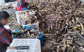 江西上饶冬笋批发市场