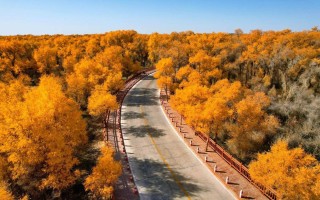 塔里木胡杨林为何被称为轮胎林？