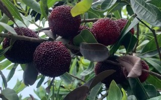 福建杨梅几月成熟？