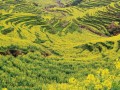 江西婺源油菜花什么时候开