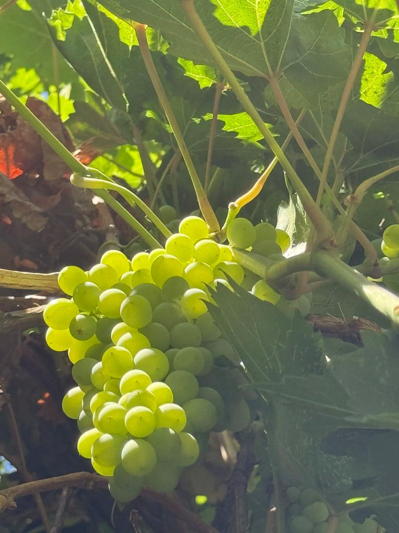 新疆葡萄几时成熟?-第1张图片-花冠旅游服务 新疆葡萄几时成熟?-第1张图片-花冠旅游服务