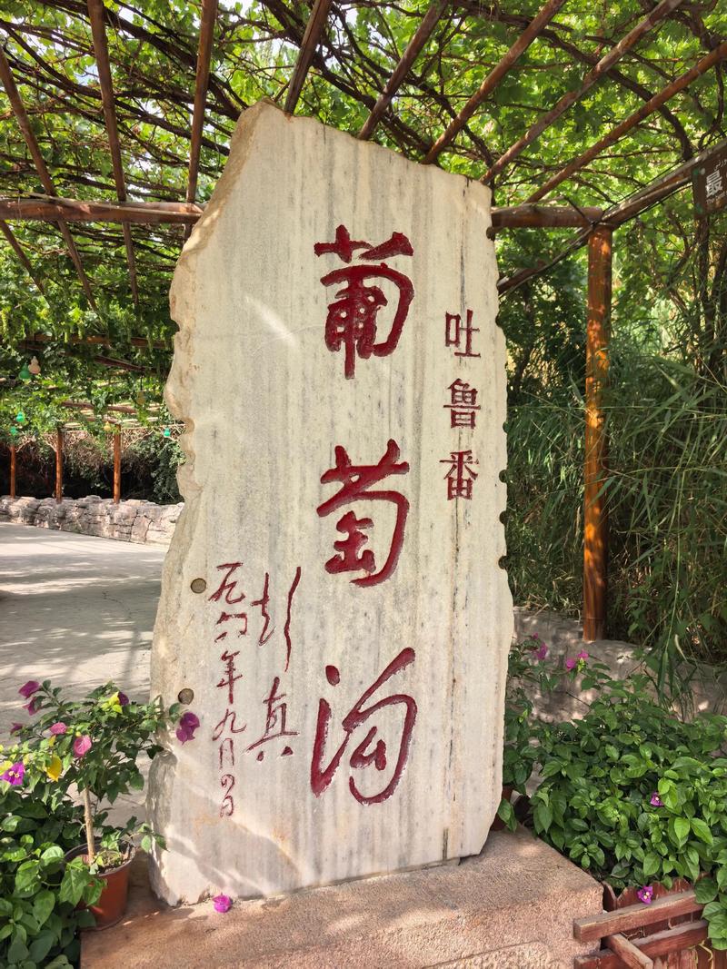 新疆葡萄几时成熟?-第3张图片-花冠旅游服务 新疆葡萄几时成熟?-第3张图片-花冠旅游服务