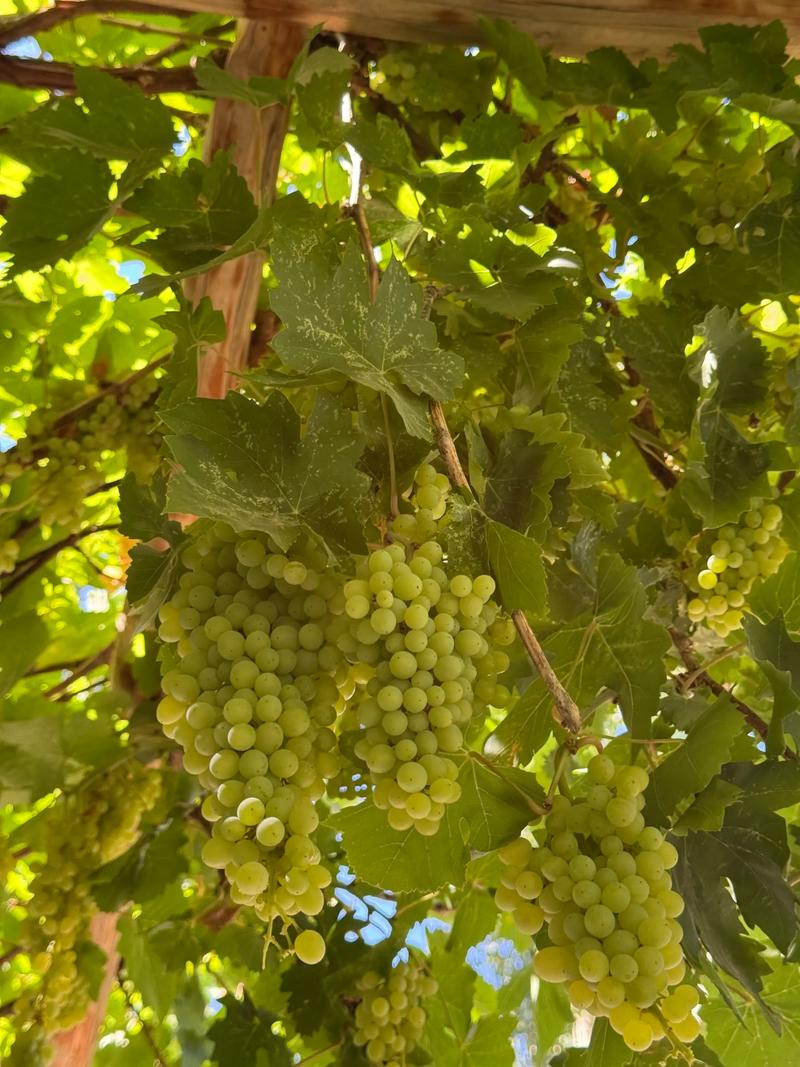 新疆葡萄几时成熟?-第2张图片-花冠旅游服务 新疆葡萄几时成熟?-第2张图片-花冠旅游服务