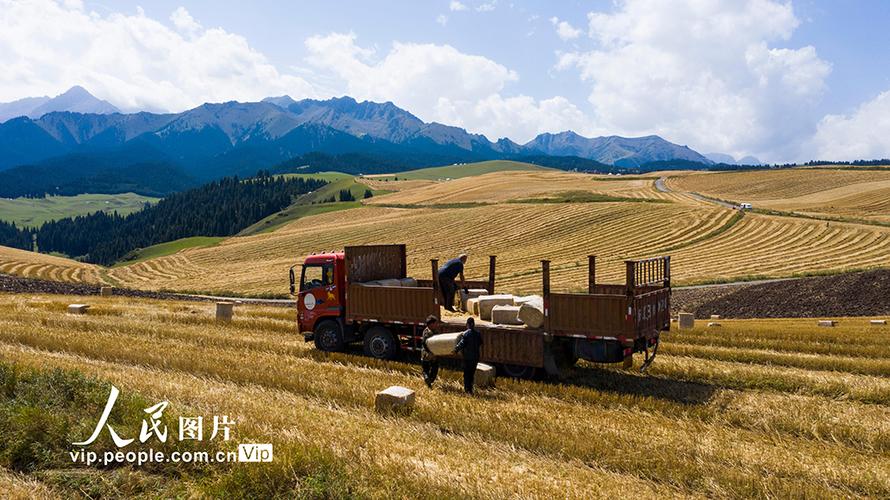 新疆兵团 红旗农场-第3张图片-花冠旅游服务 新疆兵团 红旗农场-第3张图片-花冠旅游服务