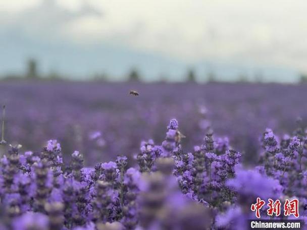 2025新疆薰衣草几月开?花期多久?-第3张图片-花冠旅游服务 2025新疆薰衣草几月开?花期多久?-第3张图片-花冠旅游服务