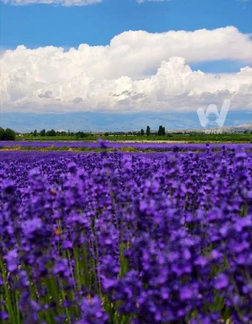 2025新疆薰衣草几月开?花期多久?-第2张图片-花冠旅游服务 2025新疆薰衣草几月开?花期多久?-第2张图片-花冠旅游服务