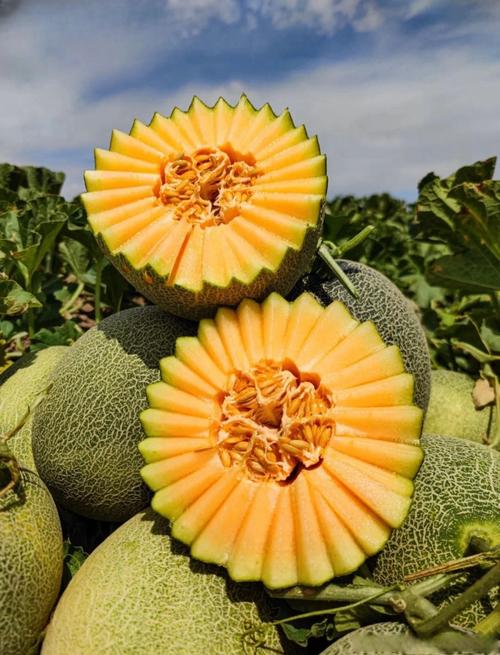 新疆瓜果为何格外甜?-第2张图片-花冠旅游服务 新疆瓜果为何格外甜?-第2张图片-花冠旅游服务