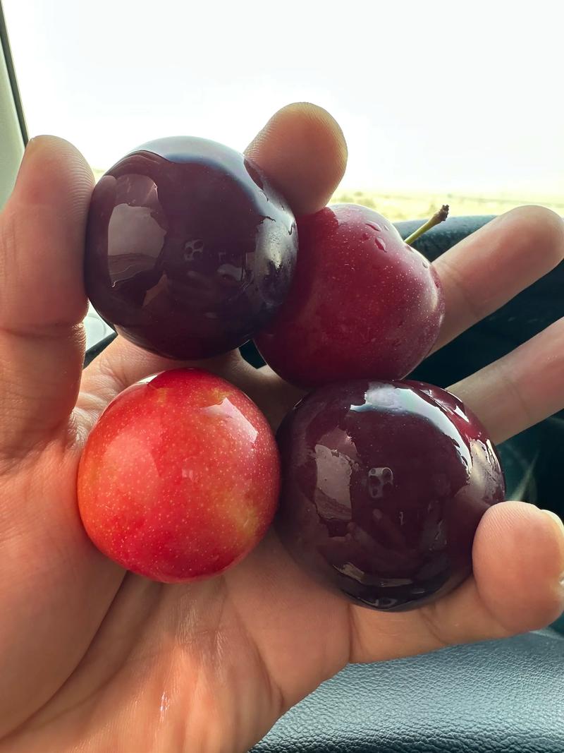 新疆瓜果为何格外甜?-第3张图片-花冠旅游服务 新疆瓜果为何格外甜?-第3张图片-花冠旅游服务