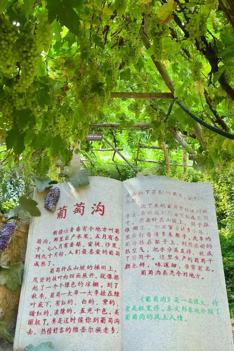 新疆吐鲁番葡萄沟有何独特魅力?-第1张图片-花冠旅游服务 新疆吐鲁番葡萄沟有何独特魅力?-第1张图片-花冠旅游服务