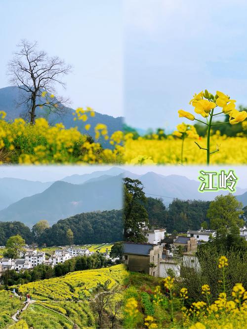 2025江西婺源油菜花几时开?最佳赏花期定在哪?-第2张图片-花冠旅游服务 2025江西婺源油菜花几时开?最佳赏花期定在哪?-第2张图片-花冠旅游服务