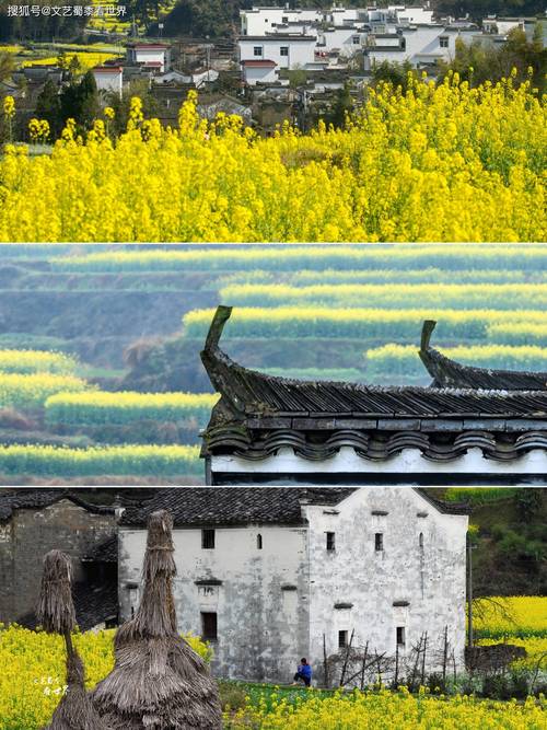 2025江西婺源油菜花几时开?最佳赏花期定在哪?-第1张图片-花冠旅游服务 2025江西婺源油菜花几时开?最佳赏花期定在哪?-第1张图片-花冠旅游服务