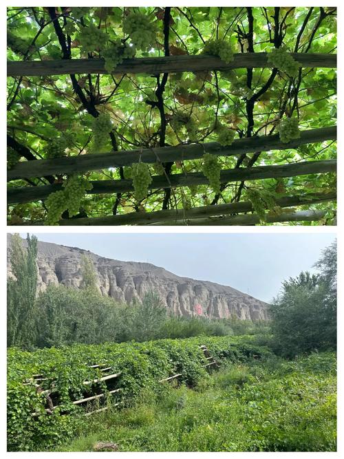 吐鲁番葡萄沟图片里藏着怎样的美景?-第2张图片-花冠旅游服务 吐鲁番葡萄沟图片里藏着怎样的美景?-第2张图片-花冠旅游服务