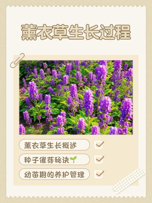 新疆薰衣草几月开?花期多久?-第1张图片-花冠旅游服务 新疆薰衣草几月开?花期多久?-第1张图片-花冠旅游服务