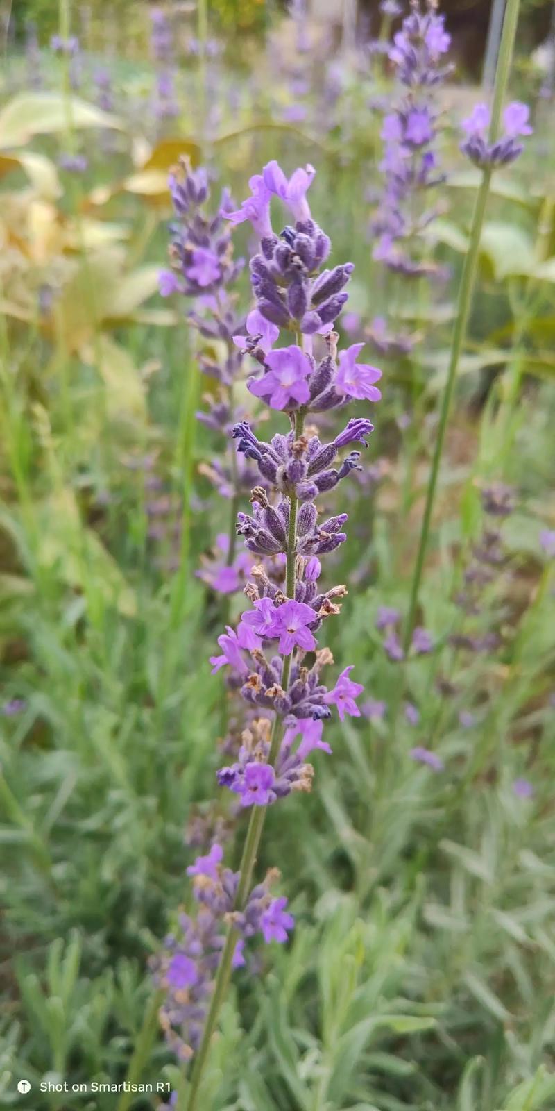 新疆薰衣草几月开？花期多久？-第2张图片-花冠旅游服务