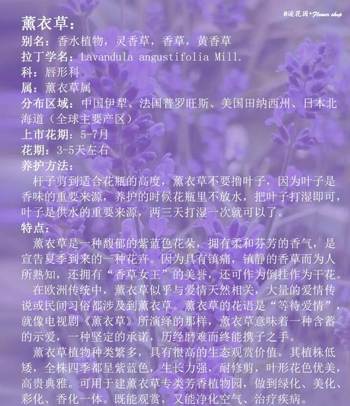 新疆薰衣草几月开?花期多久?-第3张图片-花冠旅游服务 新疆薰衣草几月开?花期多久?-第3张图片-花冠旅游服务