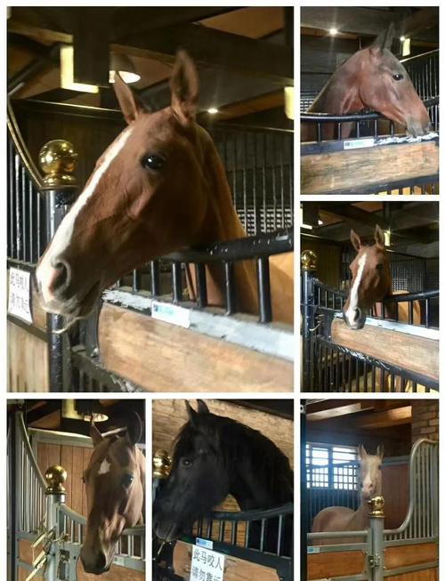 新疆乌鲁木齐野马生态园有何独特魅力?-第2张图片-花冠旅游服务 新疆乌鲁木齐野马生态园有何独特魅力?-第2张图片-花冠旅游服务