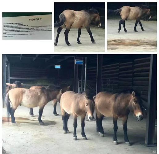 新疆乌鲁木齐野马生态园有何独特魅力?-第1张图片-花冠旅游服务 新疆乌鲁木齐野马生态园有何独特魅力?-第1张图片-花冠旅游服务