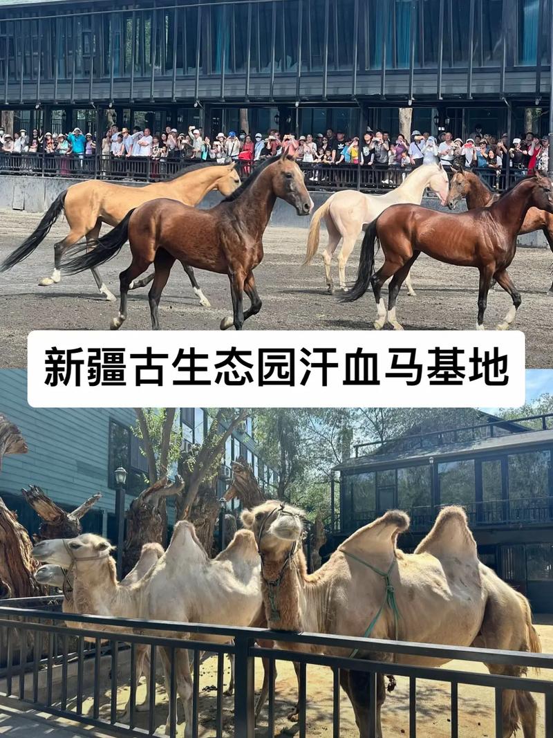 新疆乌鲁木齐野马生态园有何独特魅力？-第3张图片-花冠旅游服务