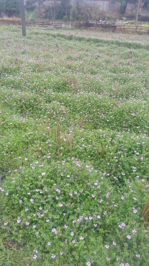 抚州乐安今日天气如何？-第3张图片-花冠旅游服务