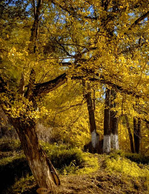 福建三明尤溪福建景区有何特色？-第1张图片-花冠旅游服务