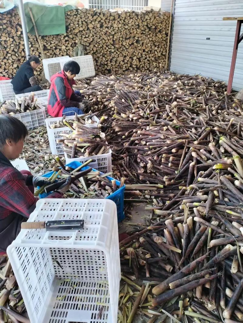 江西上饶冬笋批发市场-第1张图片-花冠旅游服务