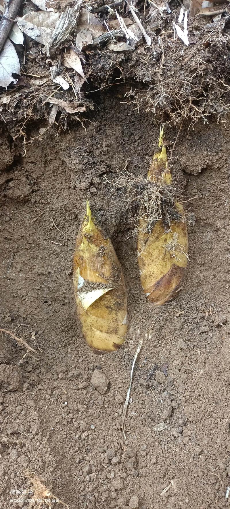 江西上饶冬笋批发市场-第3张图片-花冠旅游服务