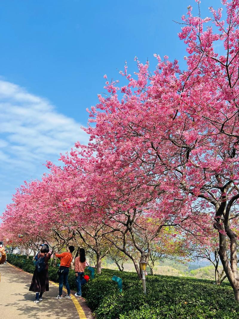福建 longyan-第2张图片-花冠旅游服务 福建 longyan-第2张图片-花冠旅游服务