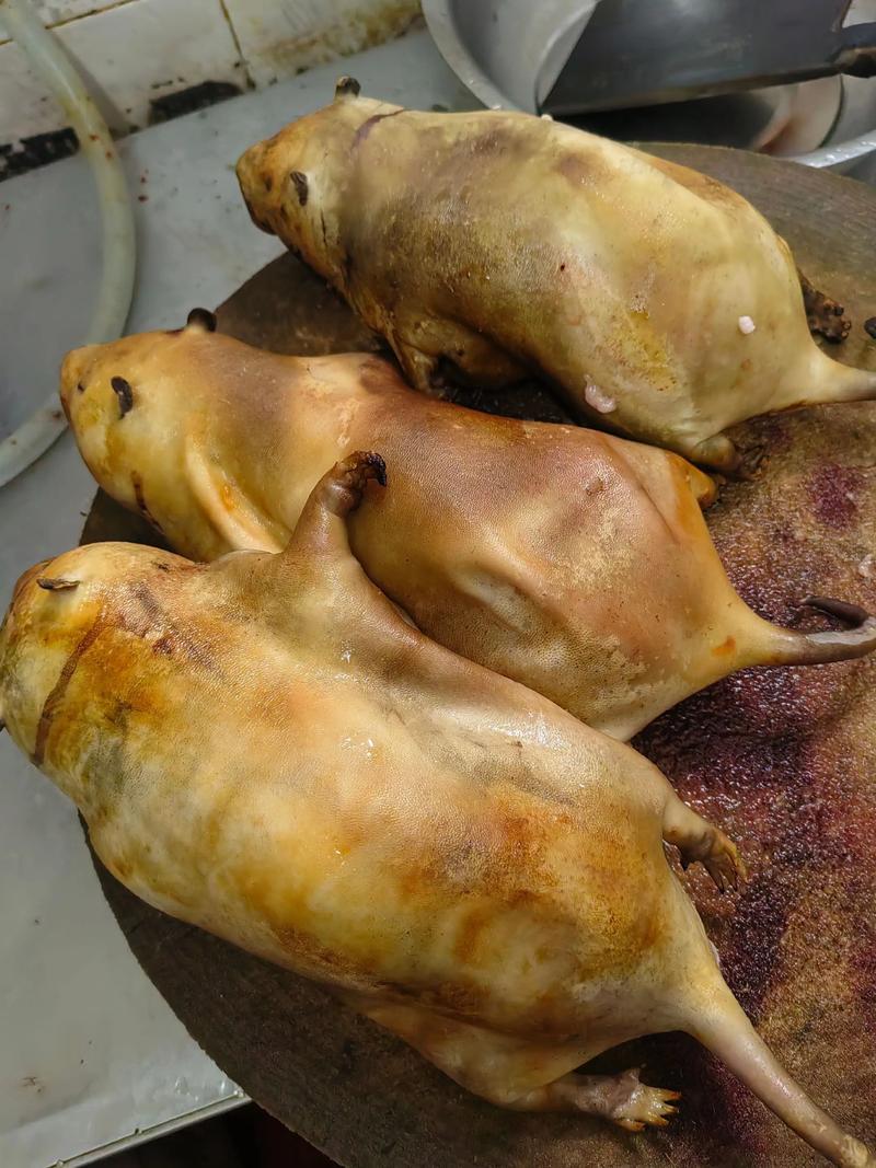 福建为何流行烤老鼠这道菜？-第2张图片-花冠旅游服务