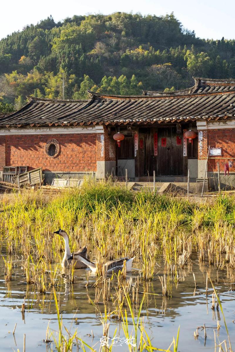 福建农大东门民房现状如何？-第2张图片-花冠旅游服务