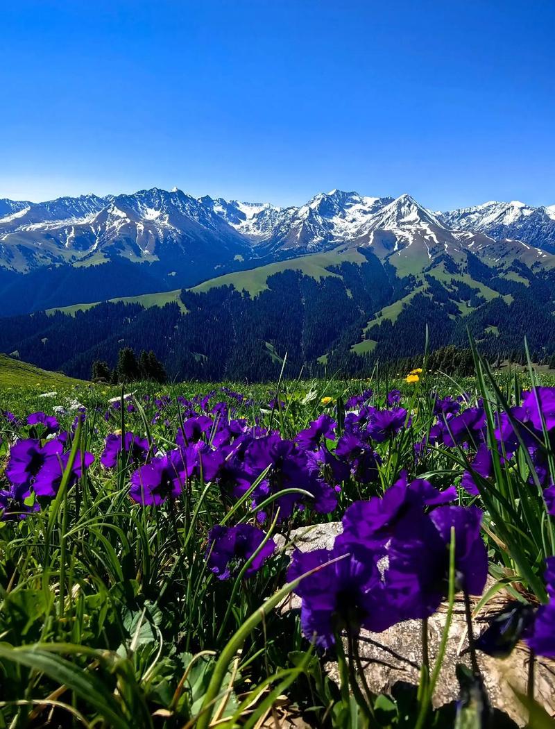 喀拉峻今年花期何时开？-第1张图片-花冠旅游服务