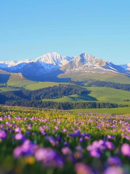 喀拉峻今年花期何时开？-第2张图片-花冠旅游服务