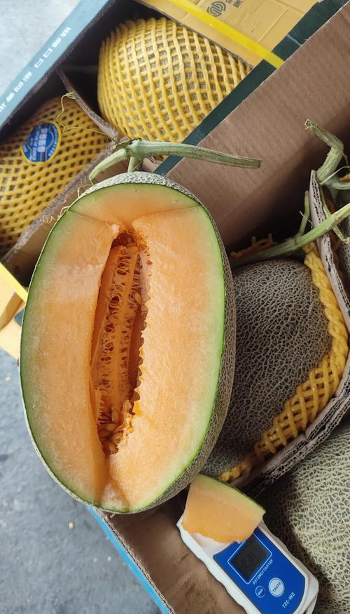 新疆哪里的哈密瓜最好吃？-第1张图片-花冠旅游服务
