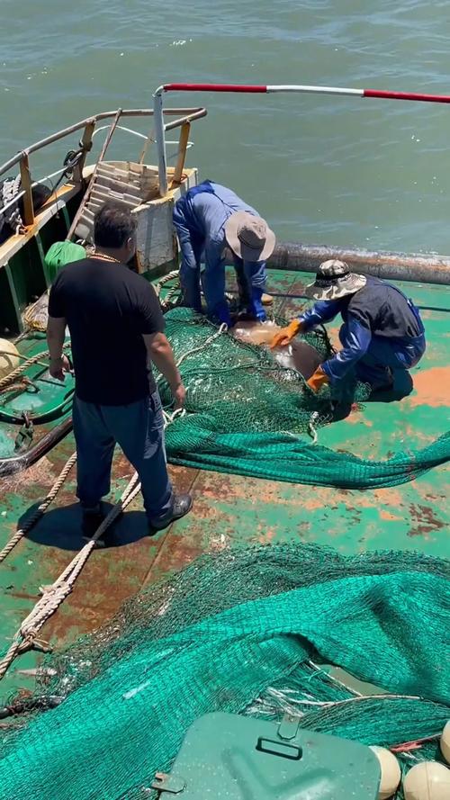 福建出海打鱼最佳月份是几月?-第3张图片-花冠旅游服务 福建出海打鱼最佳月份是几月?-第3张图片-花冠旅游服务