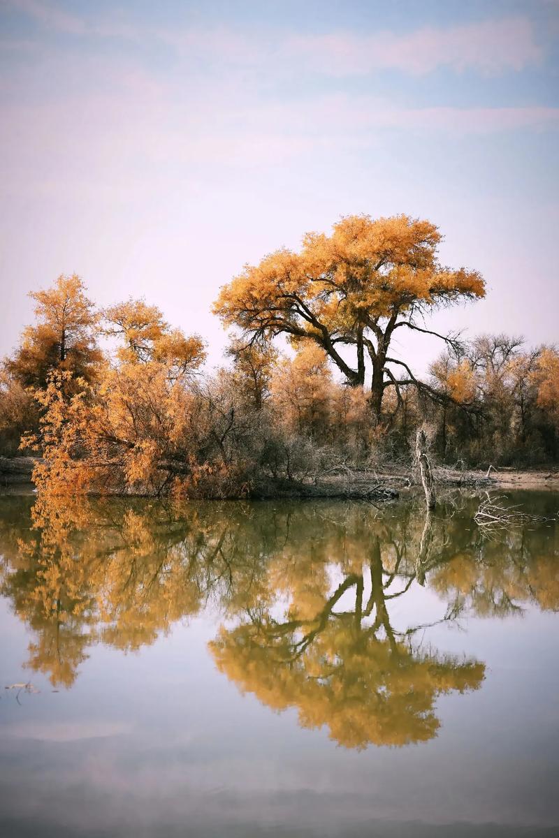 新疆轮台胡杨林具体位置在哪儿？-第2张图片-花冠旅游服务